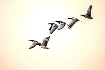 Wilde ganzen in de lucht, in beweging en in gezamenlijkheid van Diana Stubbe