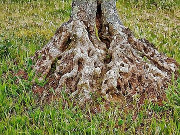 Knoestige voet van oude olijfboom van Dorothy Berry-Lound