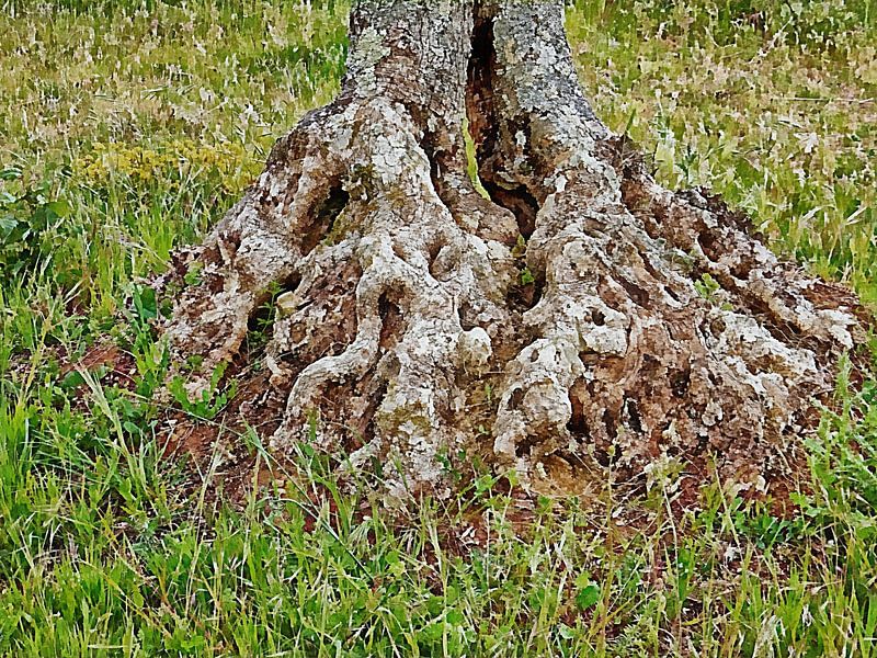 Gnarled Base Of Old Olive Tree by Dorothy Berry-Lound