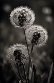 Dandelion by Artsy