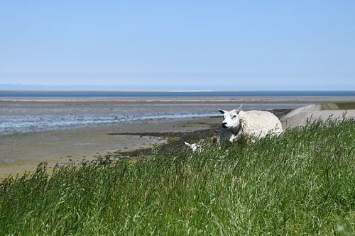 sheep on Texel