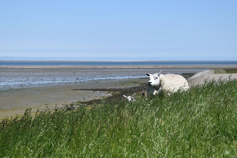 sheep on Texel by Marleen Mertens