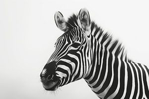 Zeitlose Streifen - Zebra in Monochrom