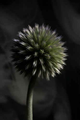 Botanische Einfachheit – die Distelknolle von Marjolijn van den Berg