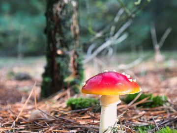 Rood met witte stippen