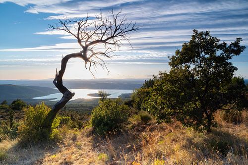 Eenzame oude boom op de flanken van de heuvels aan het Lac de Sainte-Croix in Frank
