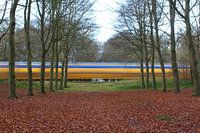 Nederlandse trein van NS raast door het bos.