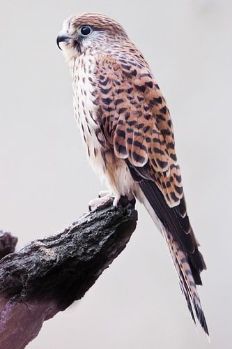 gyrfalcon zittend op een stronk close-up witte achtergrond
