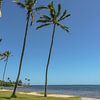 Wogende Palmen auf Oahu. von Jaap van den Berg