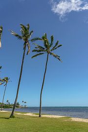 Wogende Palmen auf Oahu.