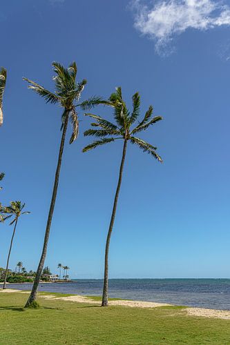 Wuivende palmbomen op Oahu.