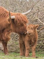 Scottish Highlander with calf