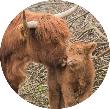 Schotse Hooglander met kalf