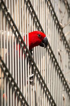 Rode papagaai van Arno van Alebeek