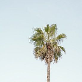 Palmboom In Santa Monica, Californië van Henrike Schenk