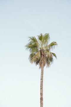 Palm Tree In Santa Monica, California by Henrike Schenk
