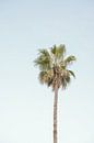 Palm Tree In Santa Monica, California by Henrike Schenk thumbnail
