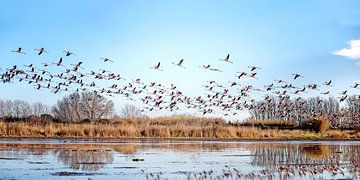 Flamingo's von Hanneke Luit