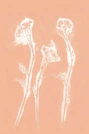 White Flowers  in retro style. Modern botanical  art in light terracotta or pink salmon co by Dina Dankers