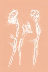 Weiße Blumen im Retro-Stil. Moderne botanische Kunst in hellem Terrakotta oder lachsfarbenem Co von Dina Dankers
