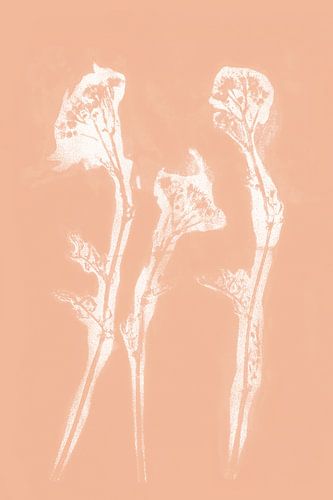 Fleurs blanches dans un style rétro. Art botanique moderne en terracotta clair ou rose saumon.