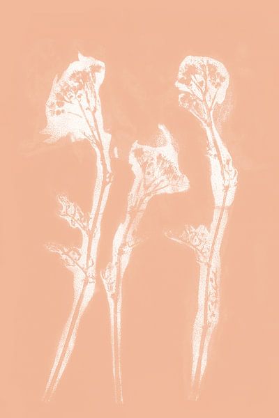 Fleurs blanches dans un style rétro. Art botanique moderne en terracotta clair ou rose saumon. par Dina Dankers