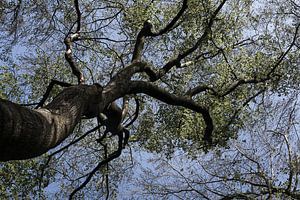 Unter dem Baum