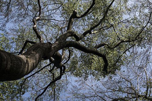 Unter dem Baum von DuFrank Images