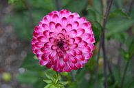 Chrysanthemum roze van Patricia Leeman thumbnail