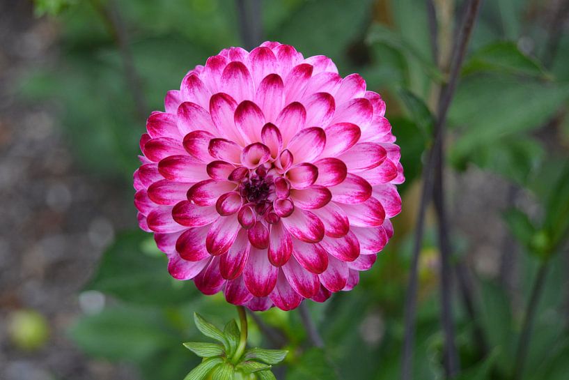 Chrysantheme rosa von Patricia Leeman