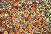 Colourful patterns of lichen in the mountains. by Ron Poot thumbnail