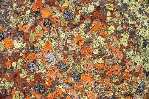 Kleurige patronen van korstmossen in de bergen.