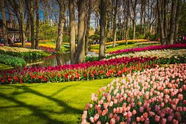 A park full of tulips by Stedom Fotografie