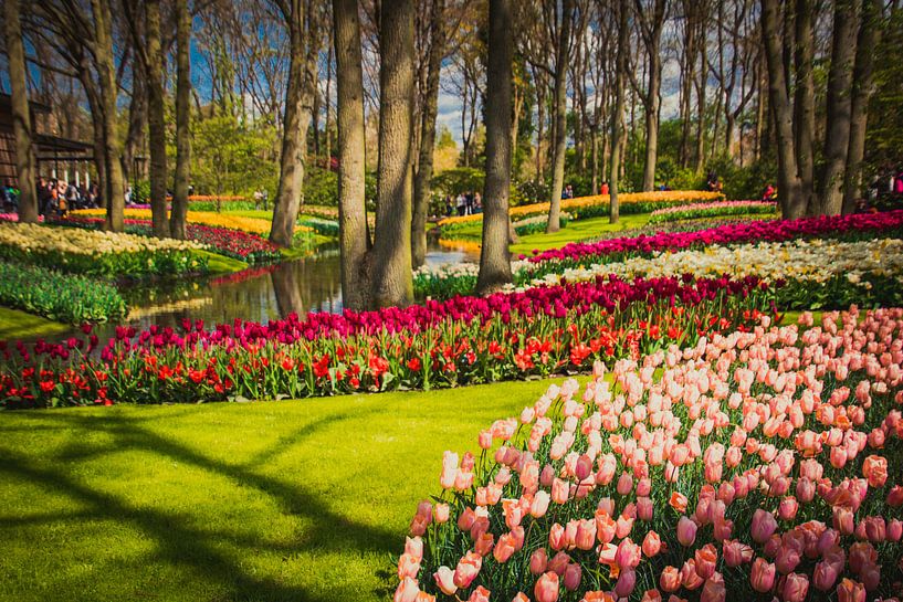 A park full of tulips by Stedom Fotografie