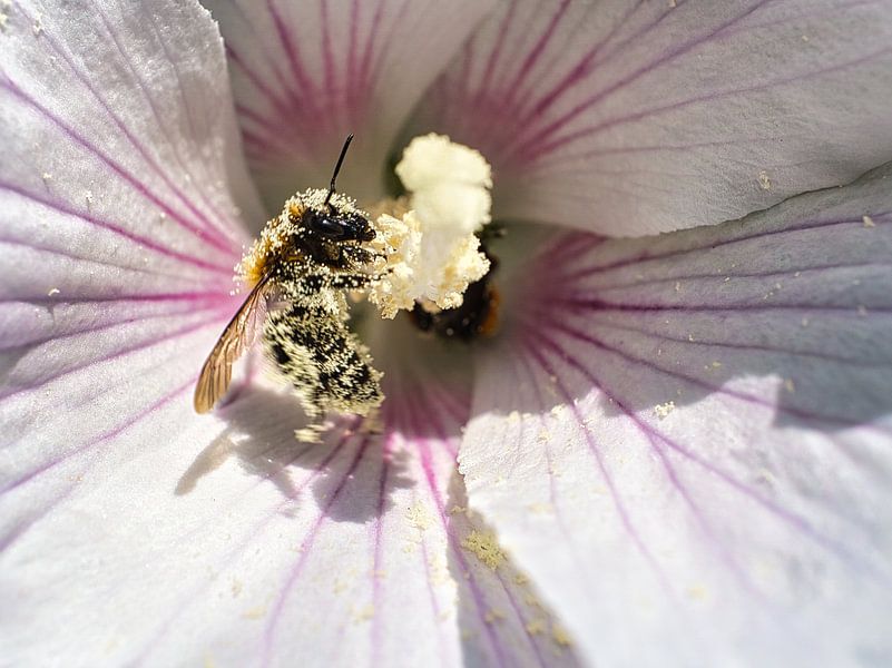 Bee on a flower collecting nectar by Martin Köbsch