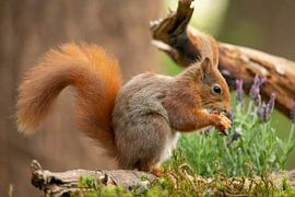 Ecureuil, écureuil roux. Sciurus vulgaris