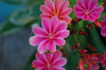 Roze bloemen