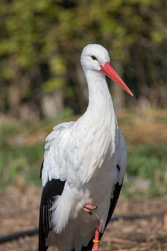 A beautiful European Stork #1