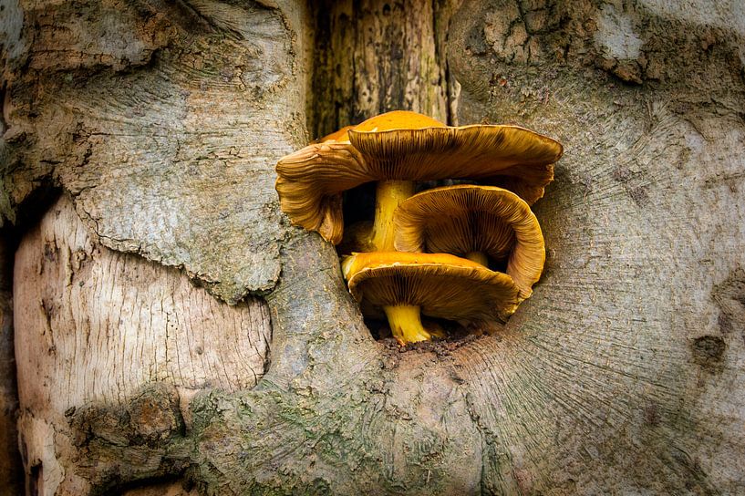 Paddestoel in boom by Lyonne Verweij