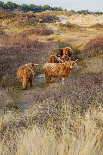 Schotse hooglanders in duin