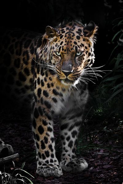 Fernost, Amur-Leopard in der Nacht Wald Verloren Dickicht des Waldes mächtiges Tier vor vollem Gesic von Michael Semenov