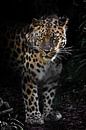 Fernost, Amur-Leopard in der Nacht Wald Verloren Dickicht des Waldes mächtiges Tier vor vollem Gesic von Michael Semenov Miniaturansicht