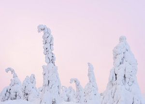 Marshmallow-Bäume