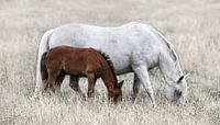 Mare with foal