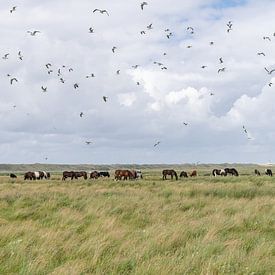 Vaches, chevaux et oiseaux dans la réserve naturelle Boschplaat Terschelling sur Yvonne van Driel