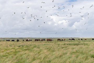 Cows, horses and birds in nature reserve Boschplaat Terschelling by Yvonne van Driel