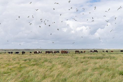 Kühe, Pferde und Vögel im Naturschutzgebiet Boschplaat Terschelling