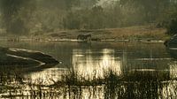 Kruger Park, Zebra`s drinken bij het water van Peter van Bergeijk thumbnail