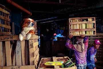 Keeping an eye on things by Ubo Pakes