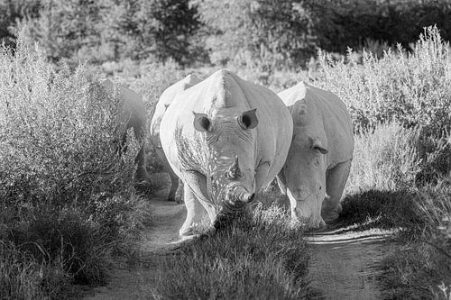 Trois rhinocéros sur une piste